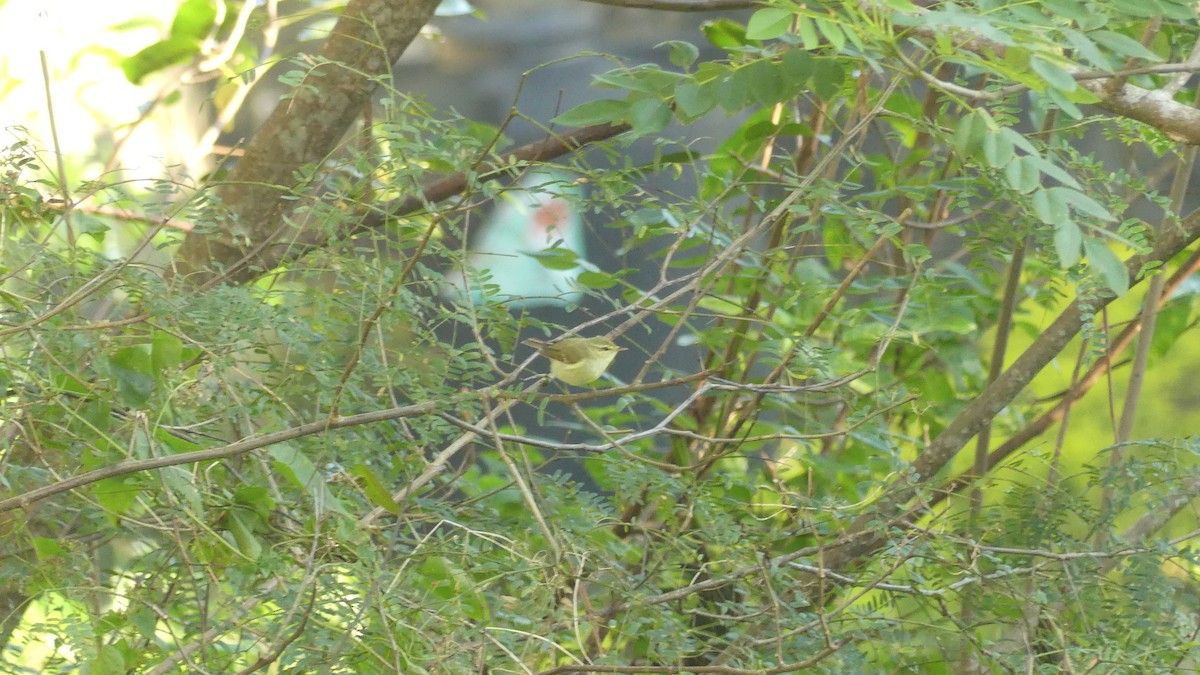 Green Warbler - Gabriel  Couroussé