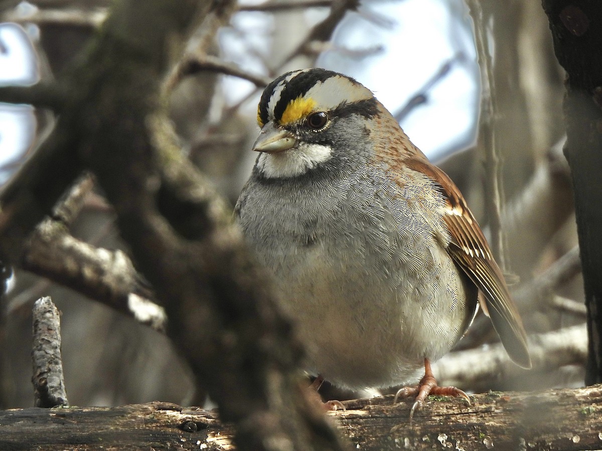 White-throated Sparrow - ML614485025