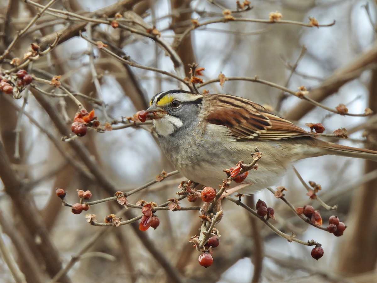 White-throated Sparrow - ML614485026
