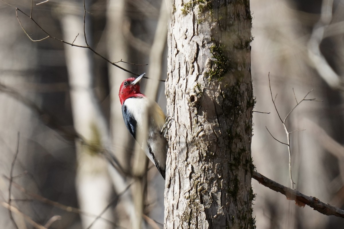 Red-headed Woodpecker - Melanie Crawford