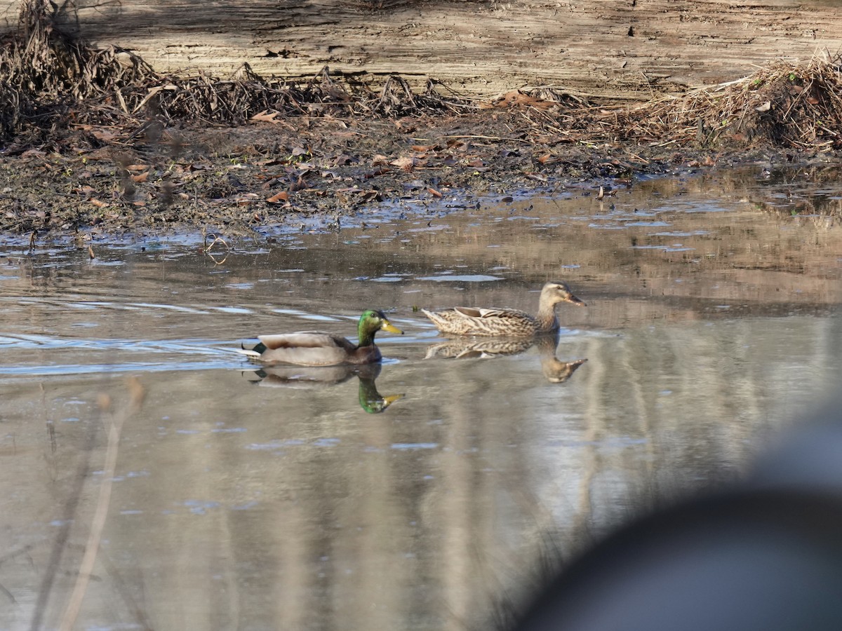 Mallard - ML614485069