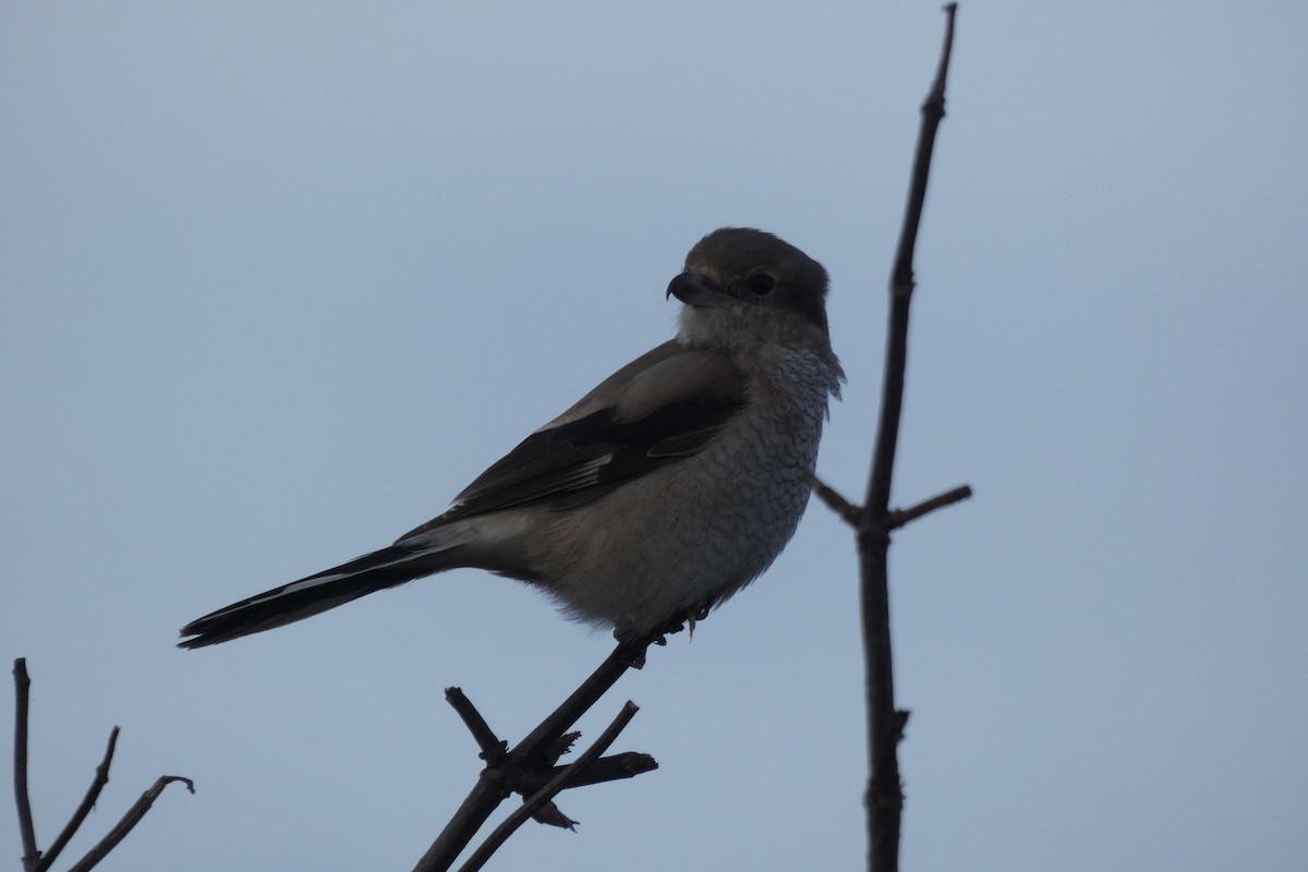 Northern Shrike - Andrew & Karen Westerhof