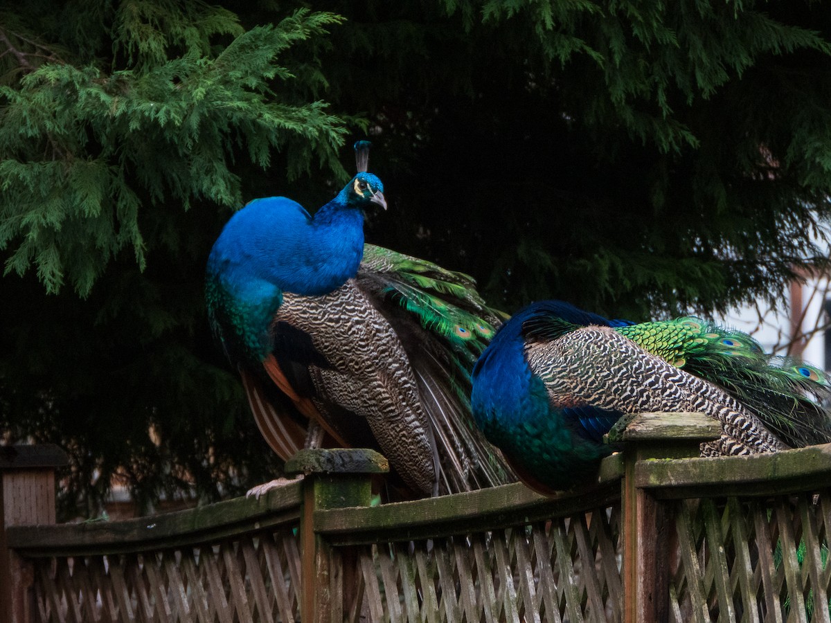 Indian Peafowl - ML614485096