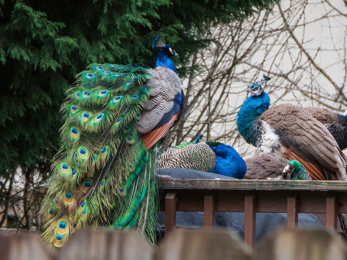 Indian Peafowl - ML614485114