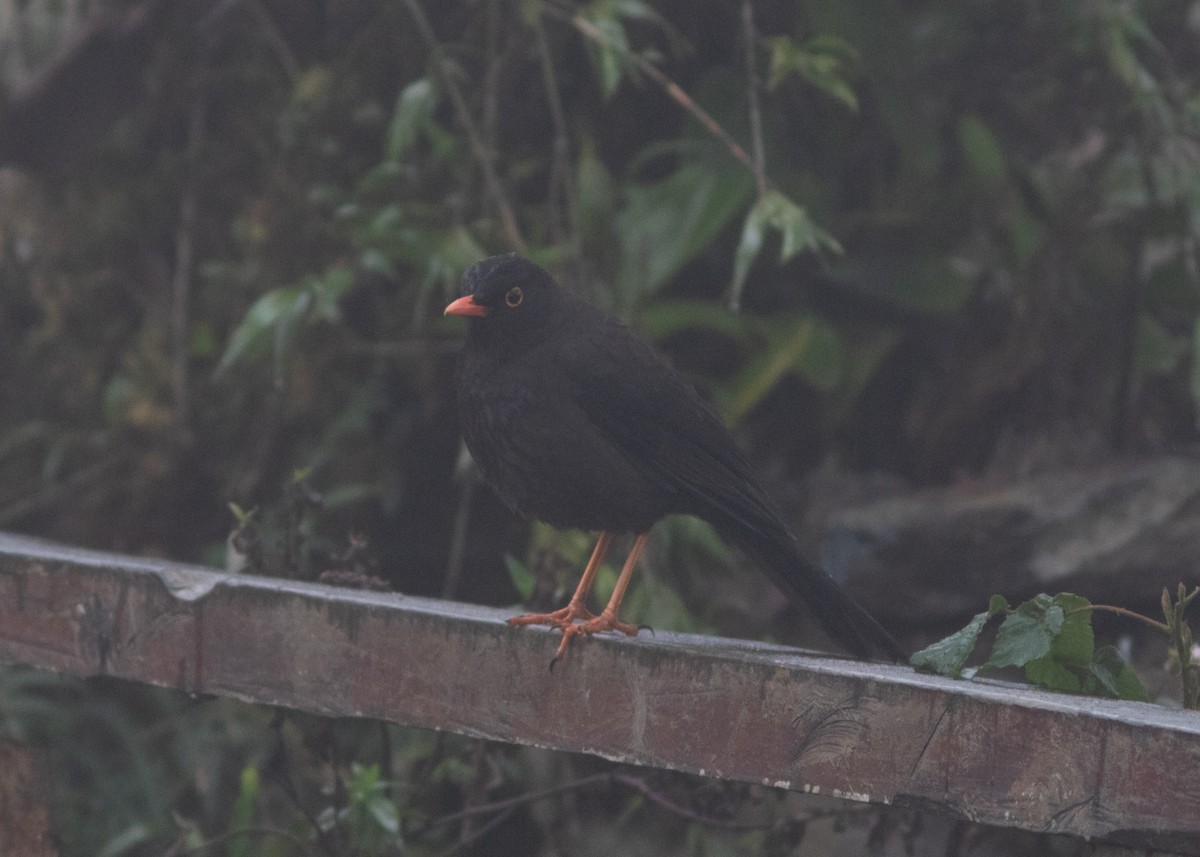 Great Thrush - ML614485115