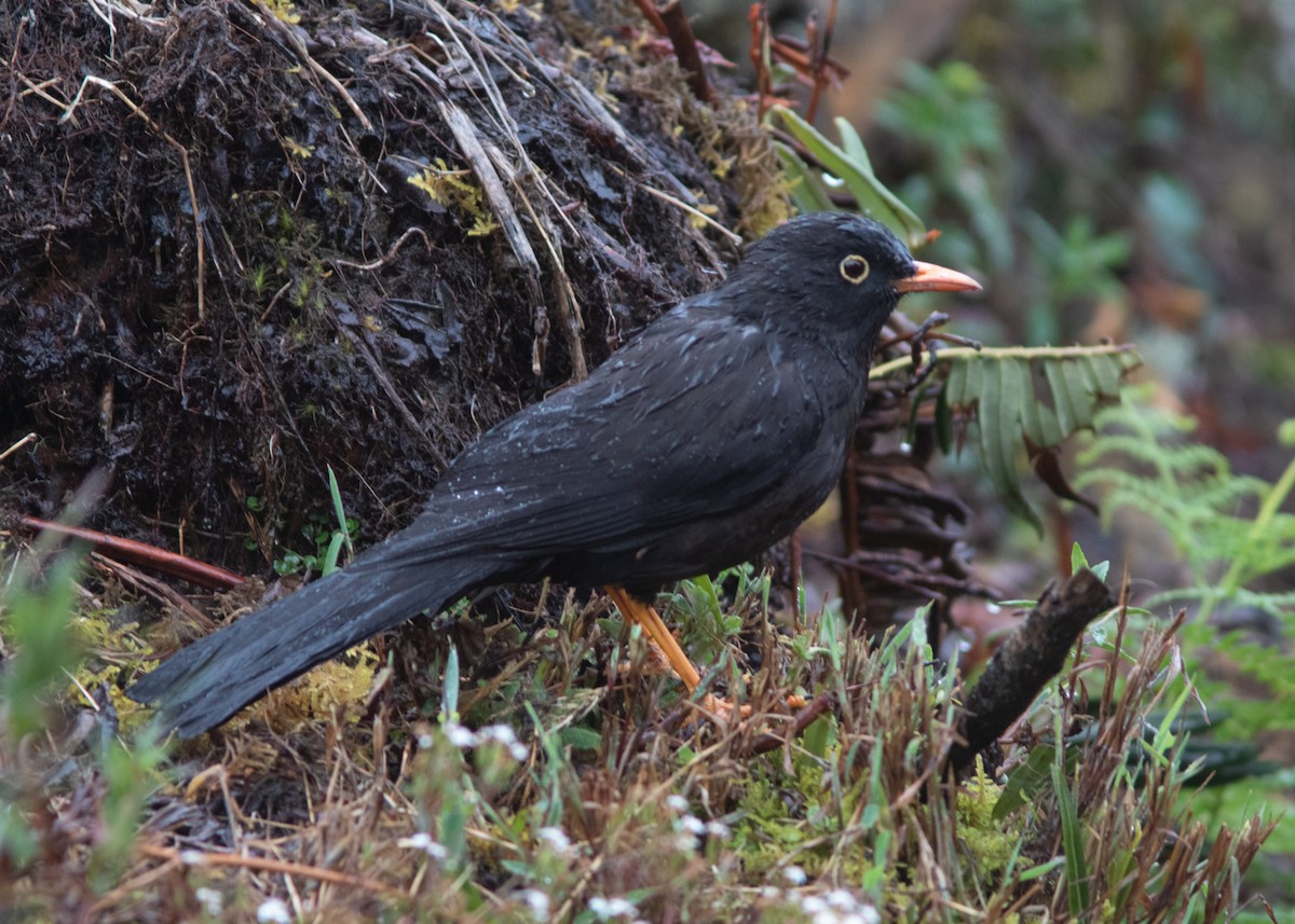 Great Thrush - ML614485125