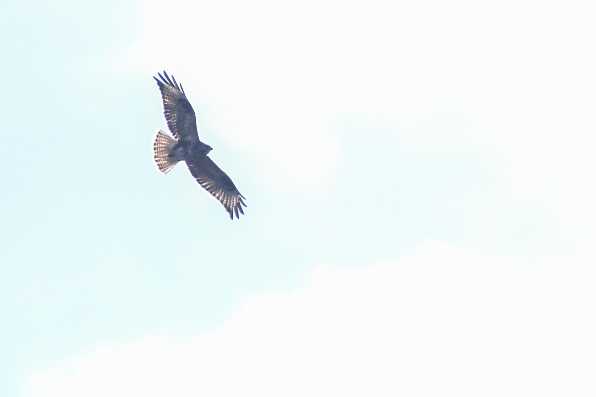 Himalayan Buzzard - Esanur Hoque