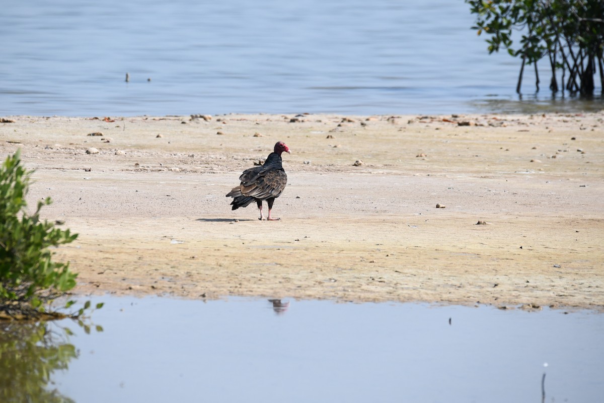 Turkey Vulture - ML614485160