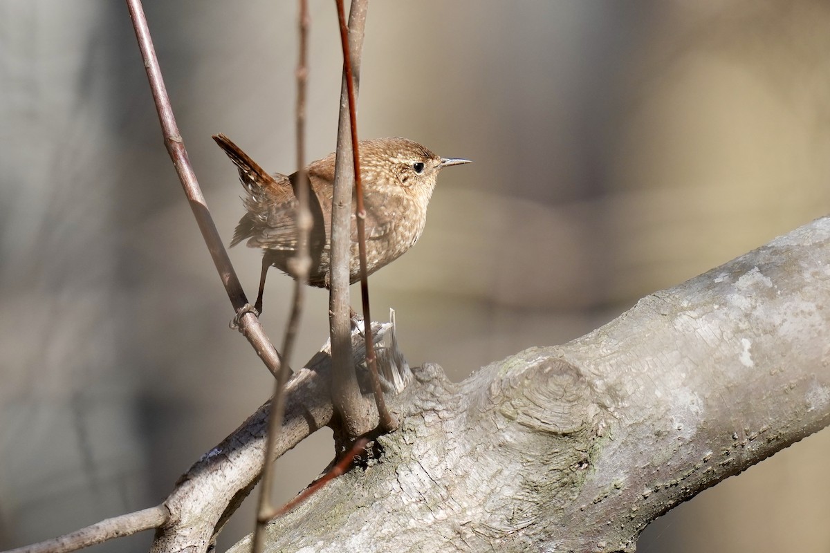 Winter Wren - ML614485163