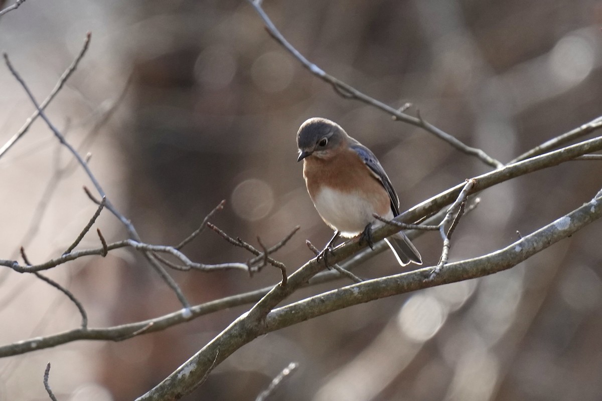 Eastern Bluebird - ML614485174