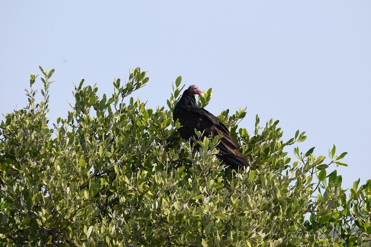 Turkey Vulture - ML614485189