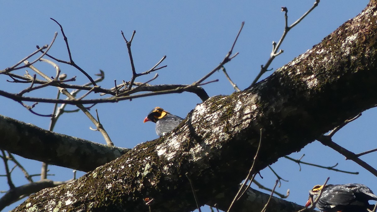 Southern Hill Myna - Gabriel  Couroussé