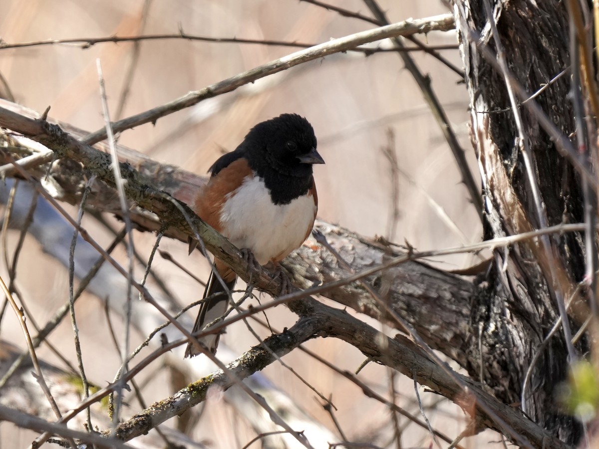 Eastern Towhee - ML614485214