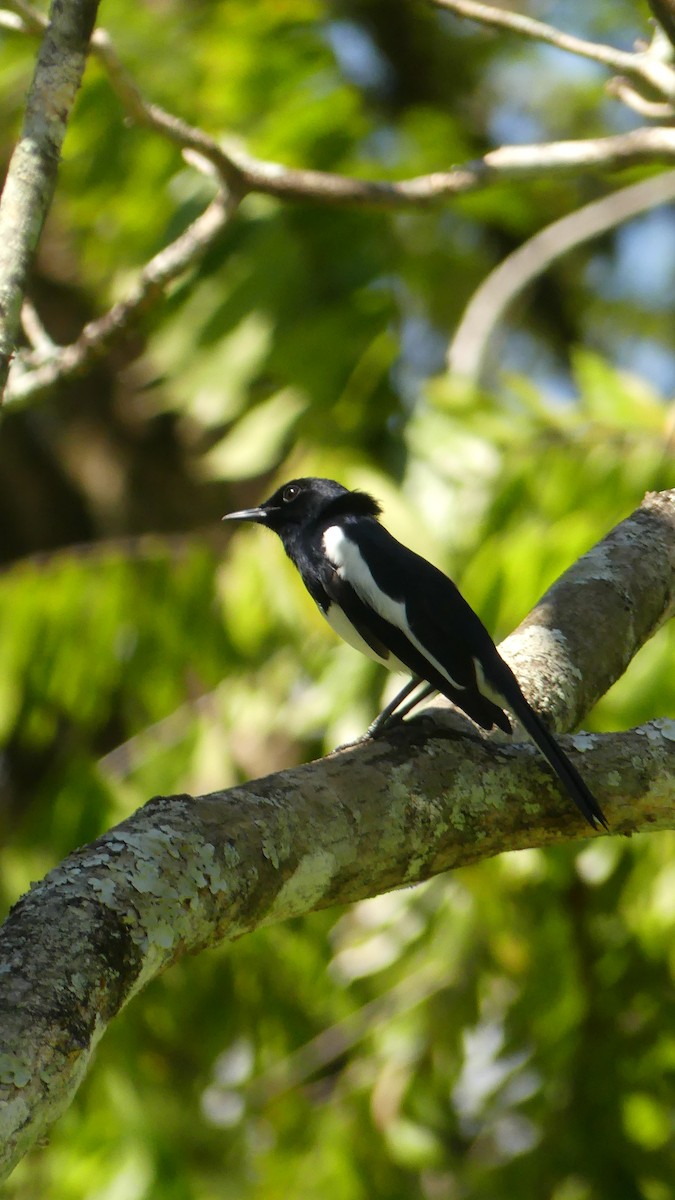 Oriental Magpie-Robin - Gabriel  Couroussé