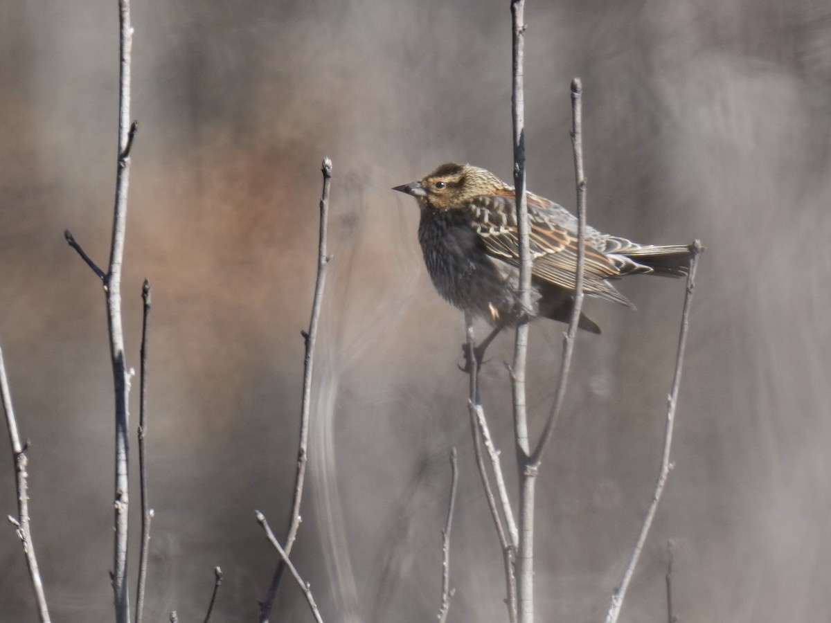 Red-winged Blackbird - ML614485241