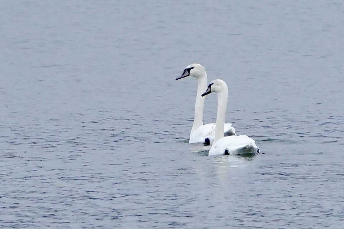 Cygne tuberculé - ML614485304