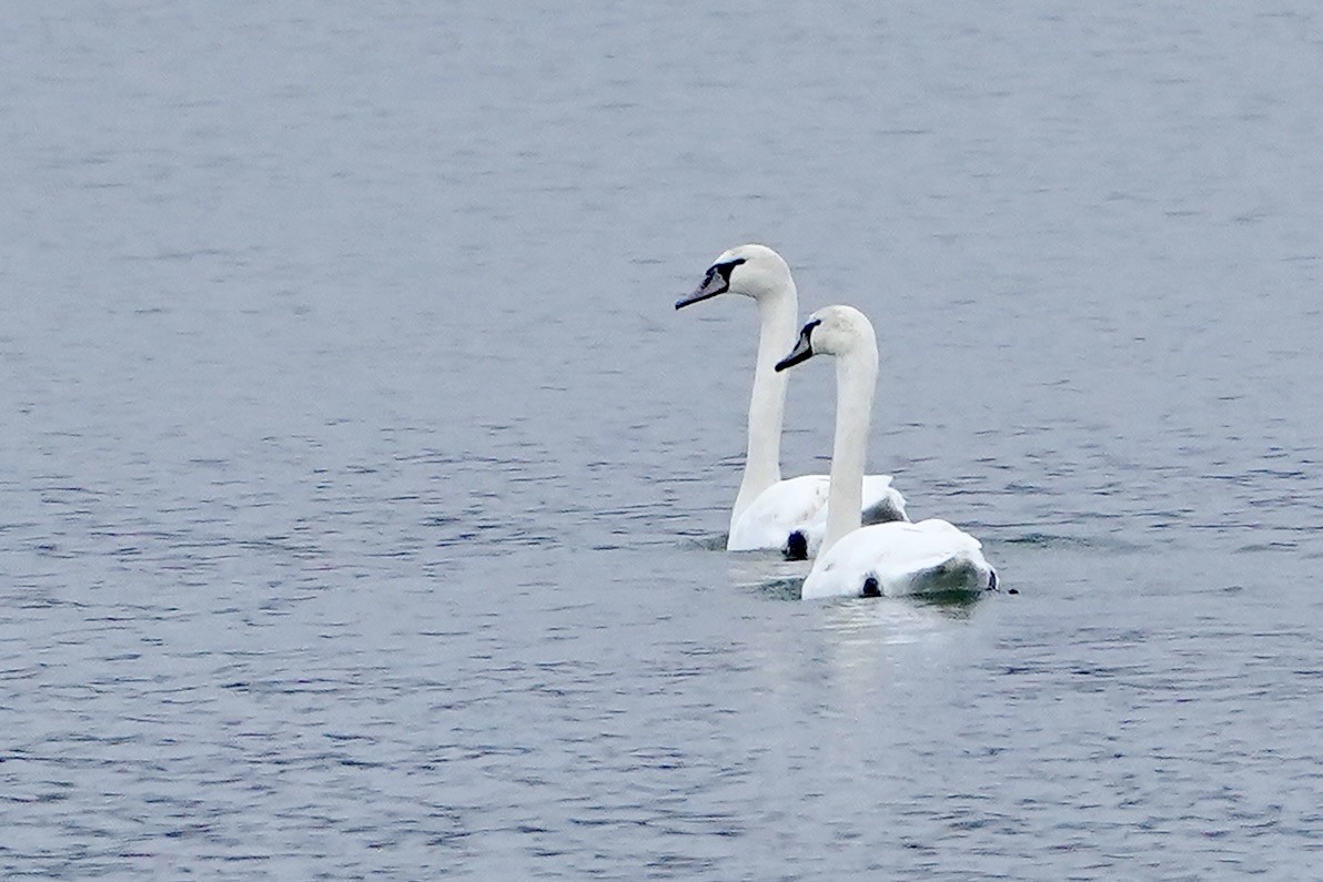 Mute Swan - ML614485304