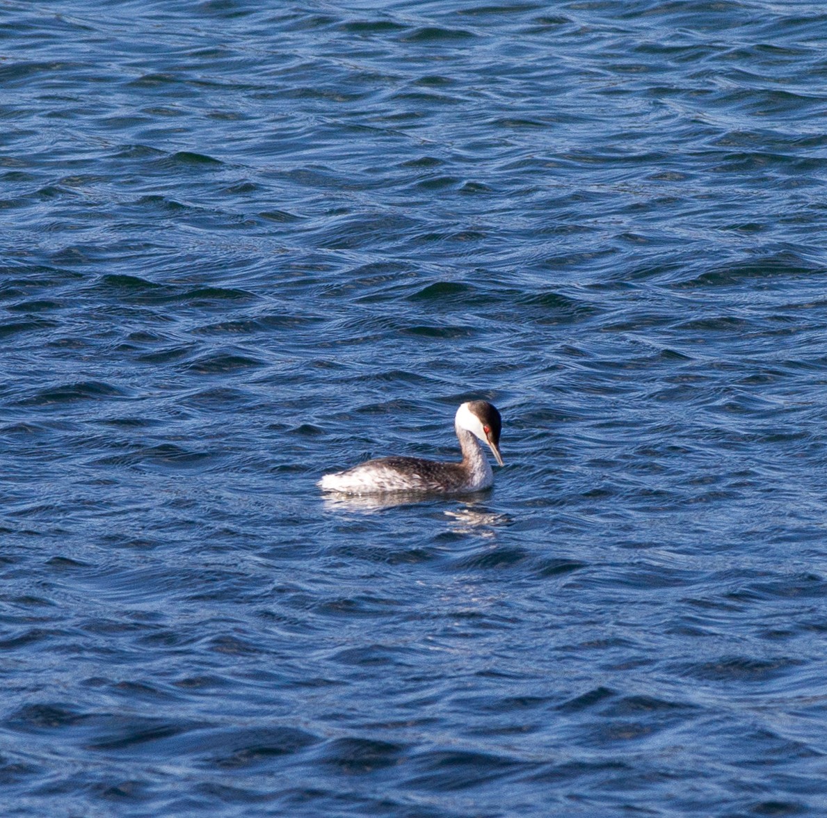 Horned Grebe - Ryan Rochette