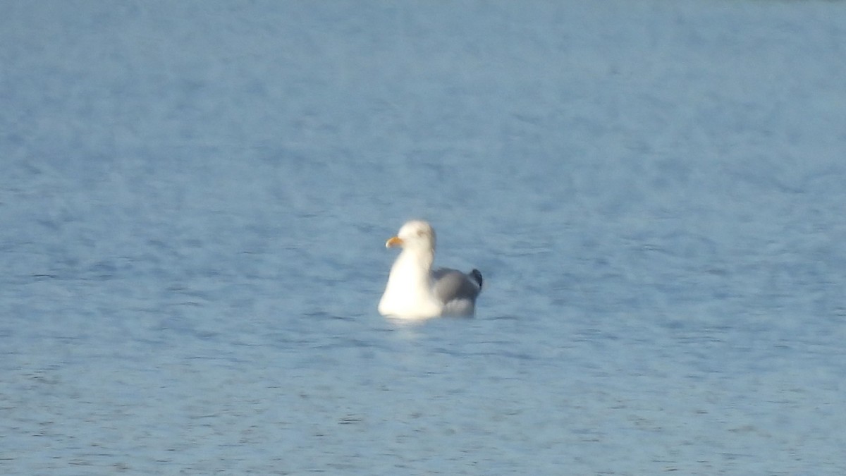 Gaviota Argéntea - ML614485352