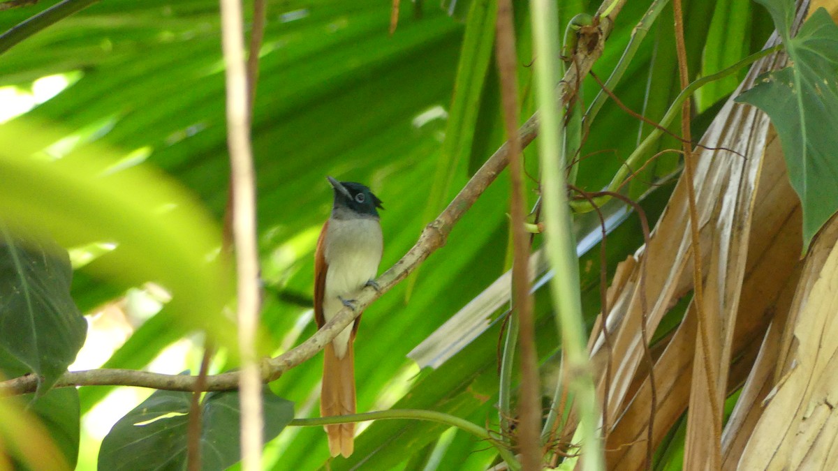 Indian Paradise-Flycatcher - Gabriel  Couroussé