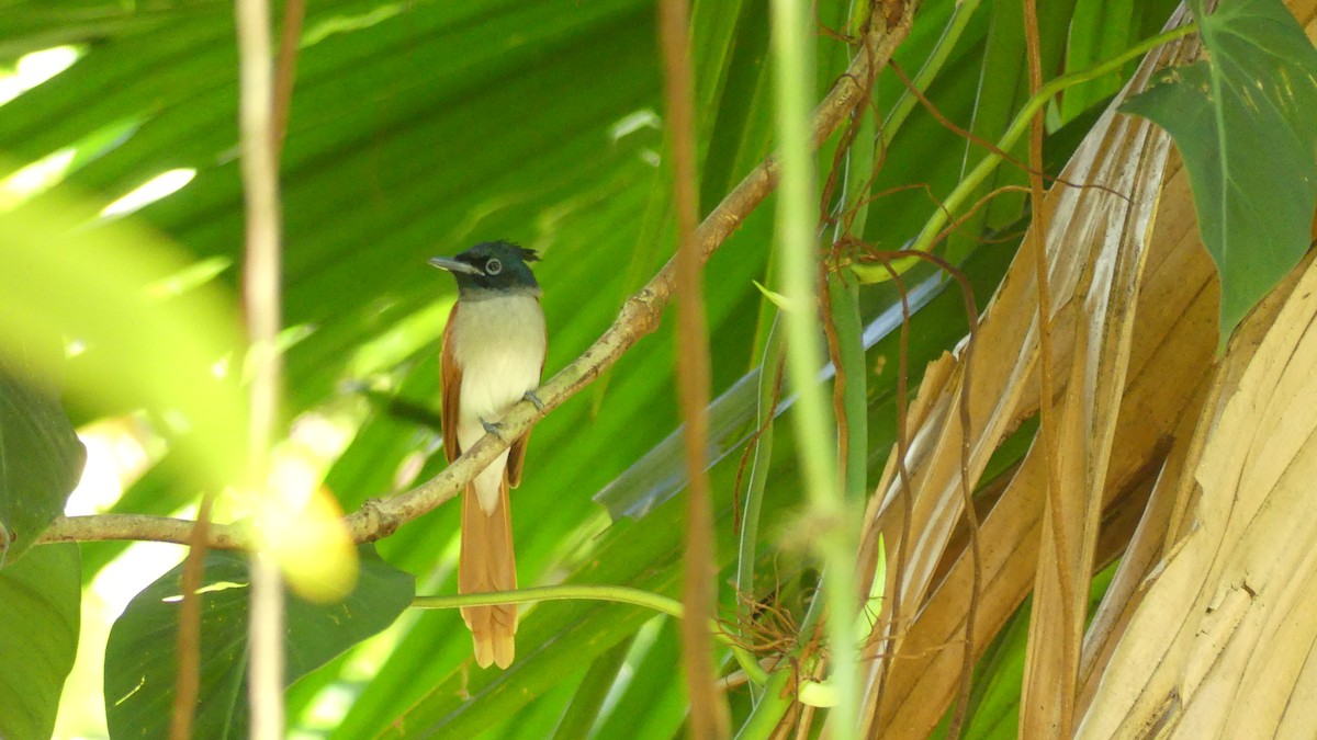 Indian Paradise-Flycatcher - Gabriel  Couroussé