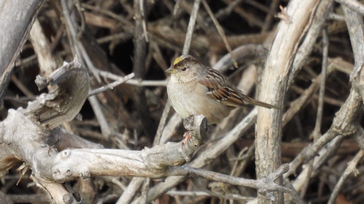 Golden-crowned Sparrow - Karen Evans