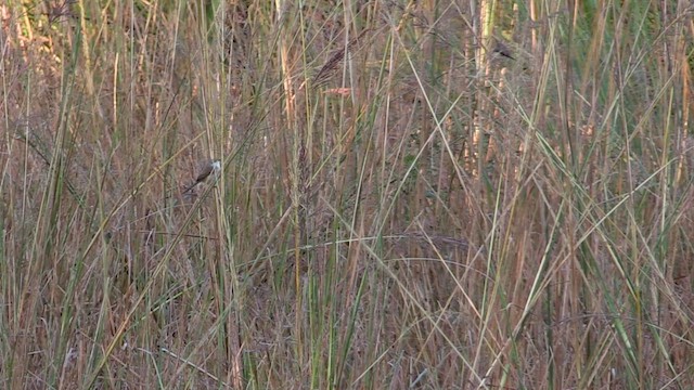 Gray-breasted Prinia - ML614485417