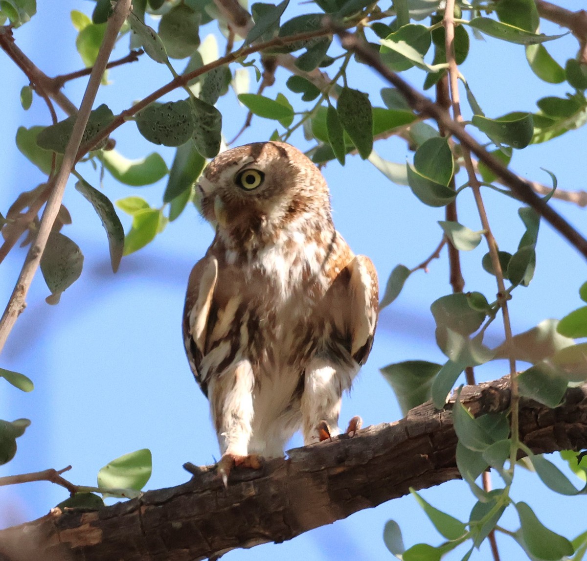 Pearl-spotted Owlet - ML614485444