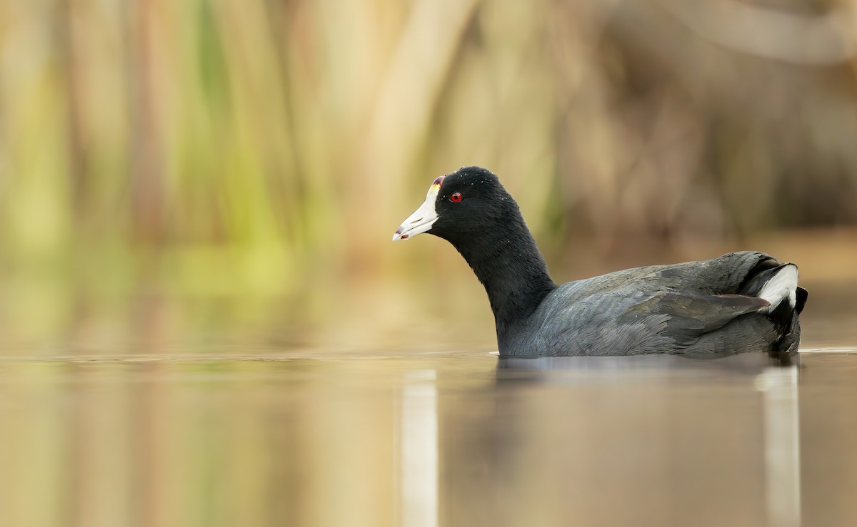 American Coot (Red-shielded) - ML614485445