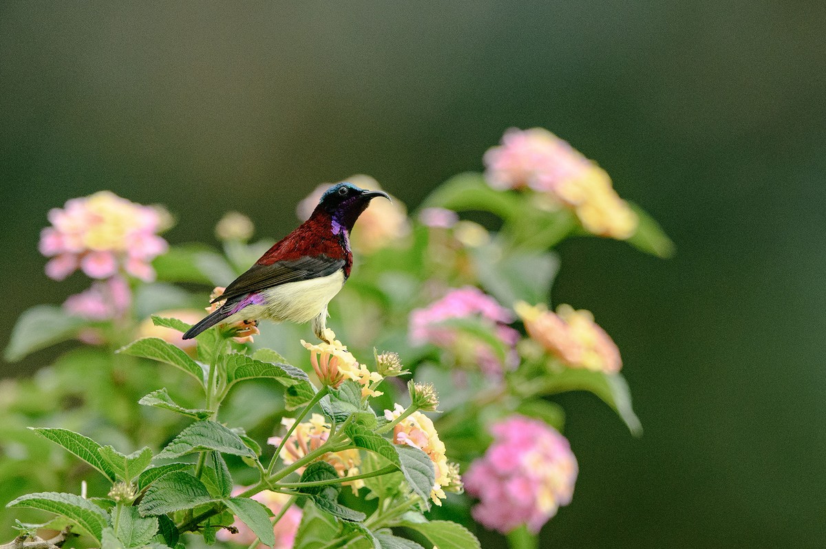 Crimson-backed Sunbird - ML614485468