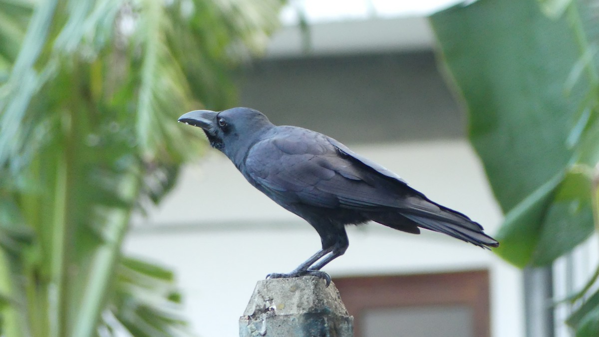 Large-billed Crow - Gabriel  Couroussé