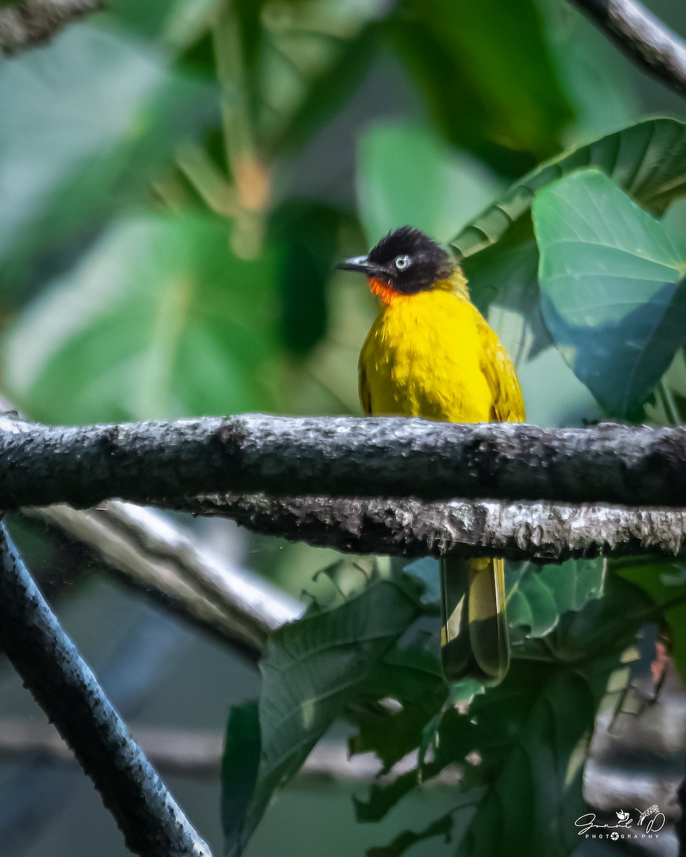 Flame-throated Bulbul - ML614485540