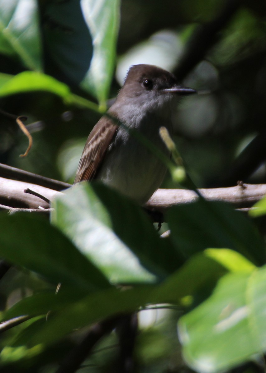 La Sagra's Flycatcher - ML614485550