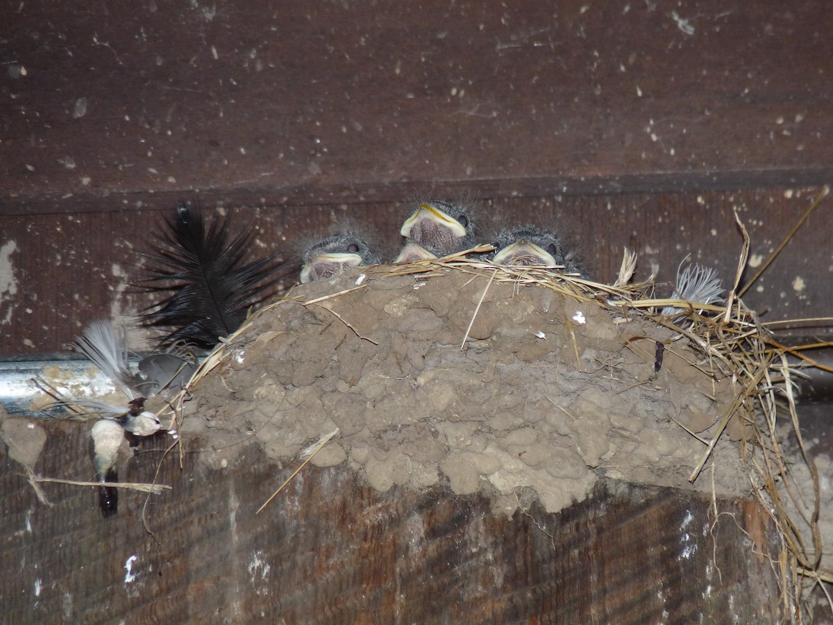 Barn Swallow - Ann Monk