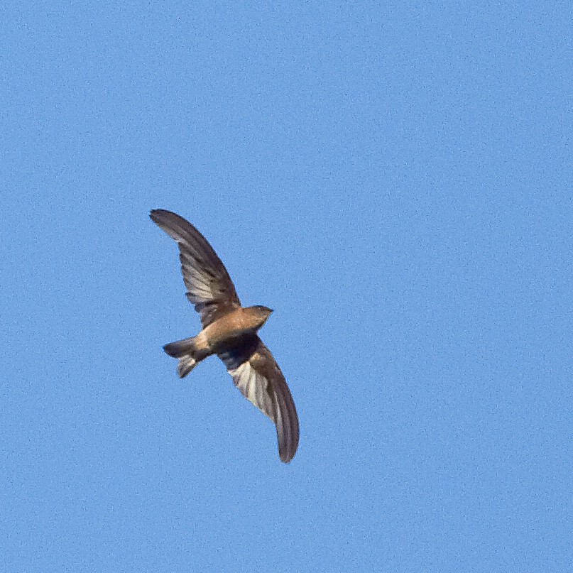 Madagascar Spinetail - ML614485596