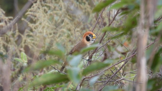 Paradoxornis fléché - ML614485600