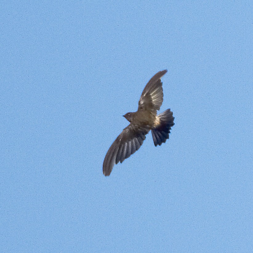 Madagascar Spinetail - ML614485631