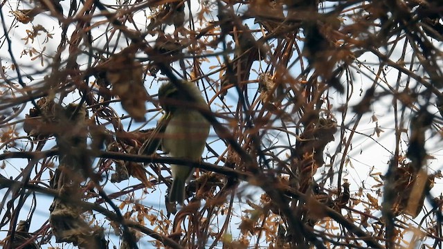 Pallas's Leaf Warbler - ML614485654