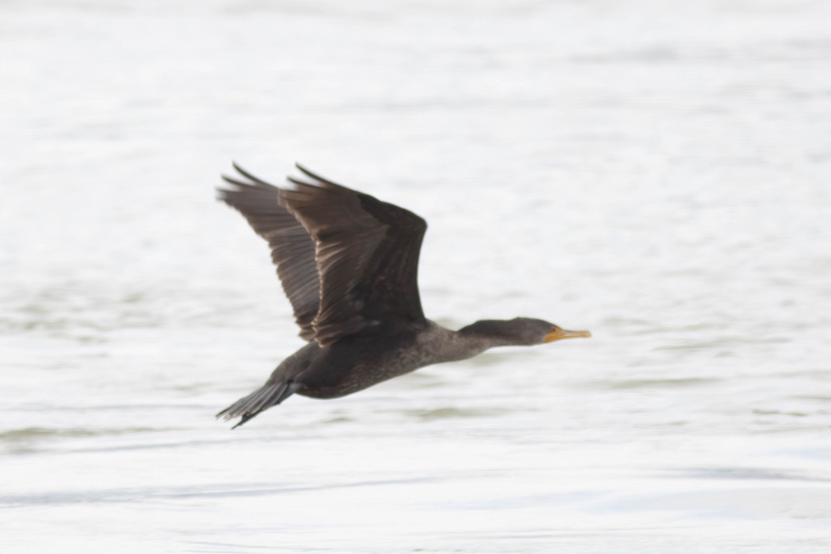 Double-crested Cormorant - ML614485696