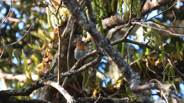 Sapphire Flycatcher - ML614485710