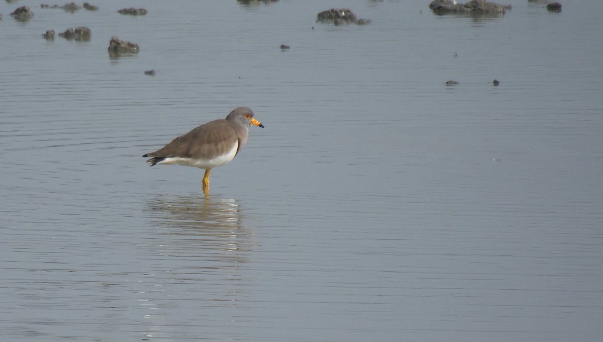 Gray-headed Lapwing - ML614485720