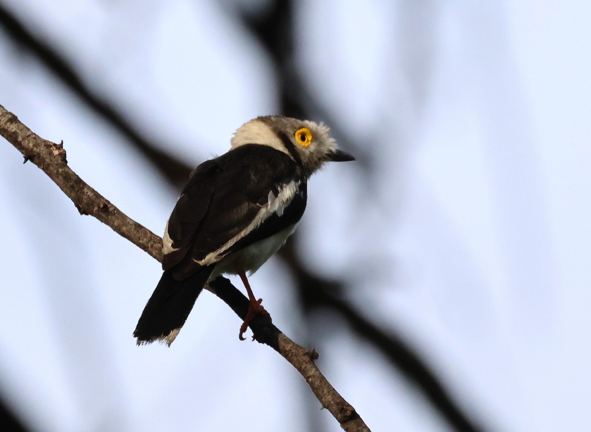 White Helmetshrike - ML614485721