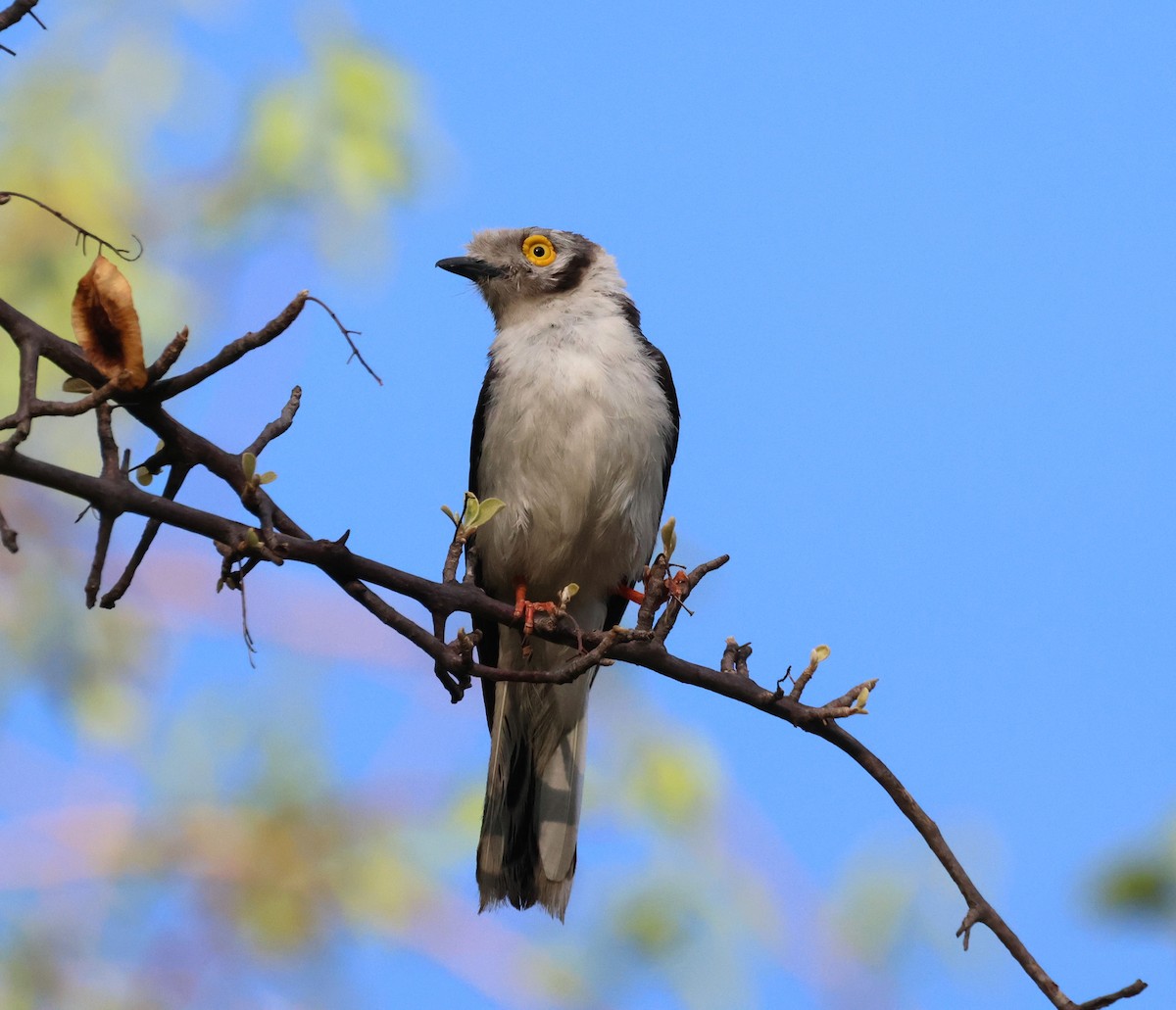 White Helmetshrike - ML614485723