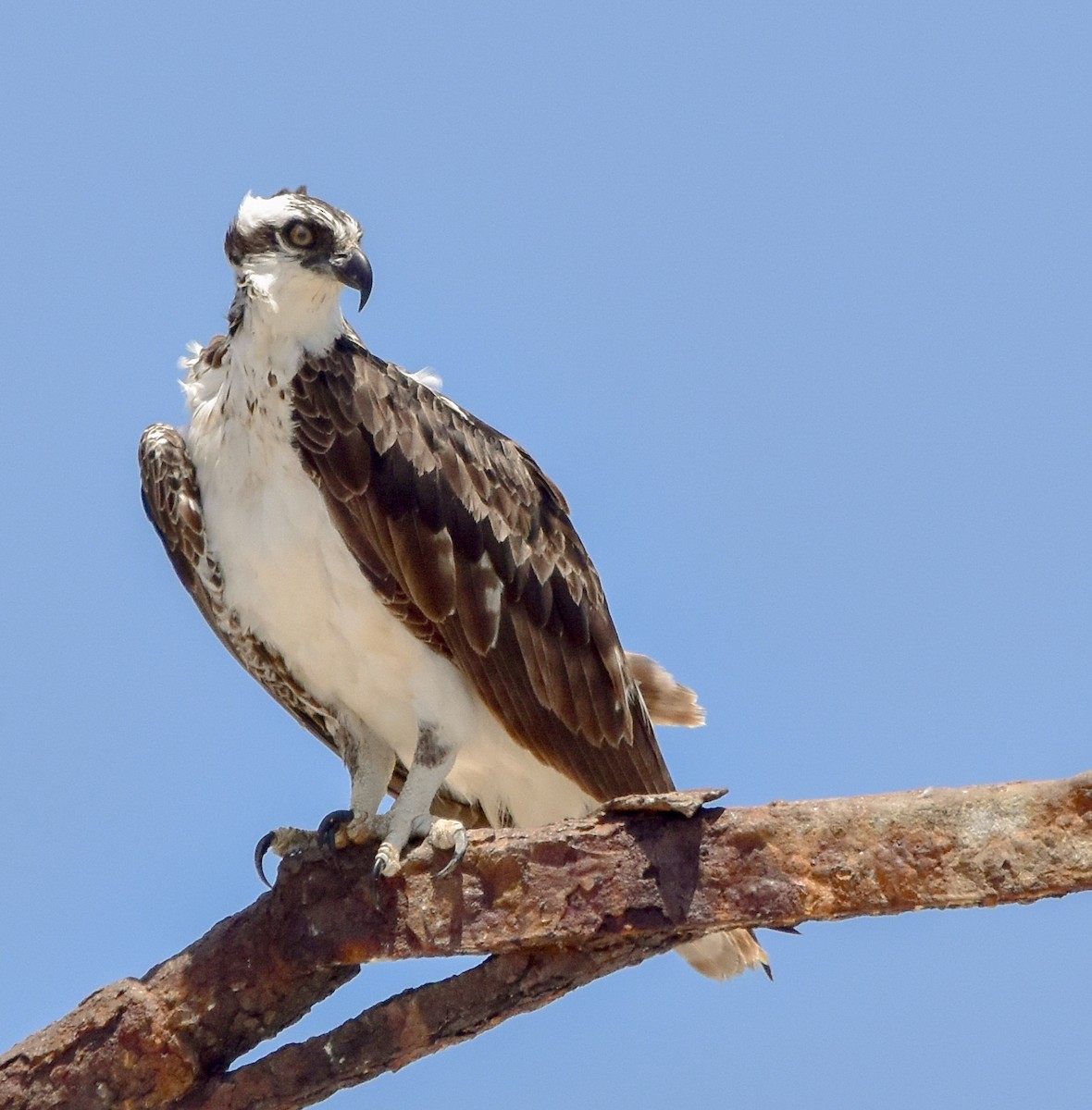 Águila Pescadora - ML614485744