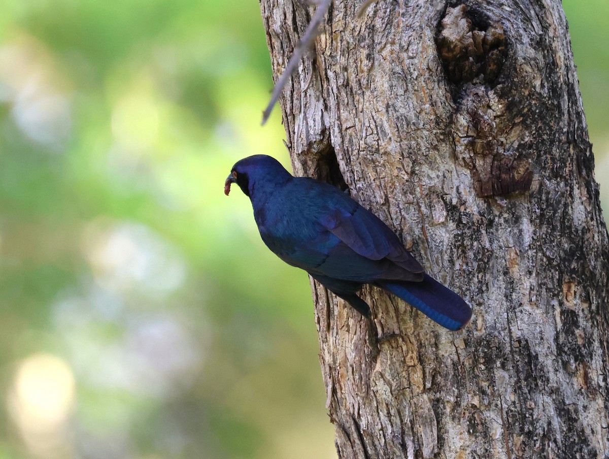 Cape Starling - ML614485751