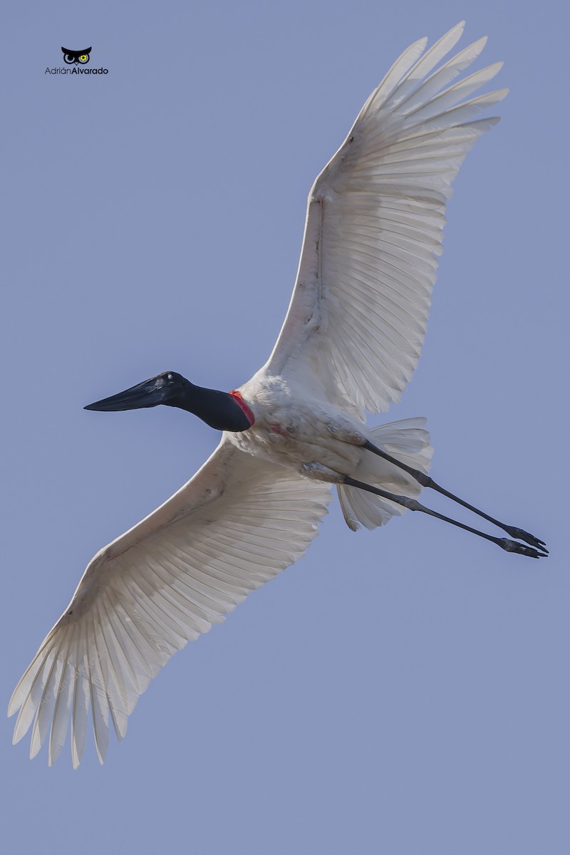 Jabiru - ML614485782