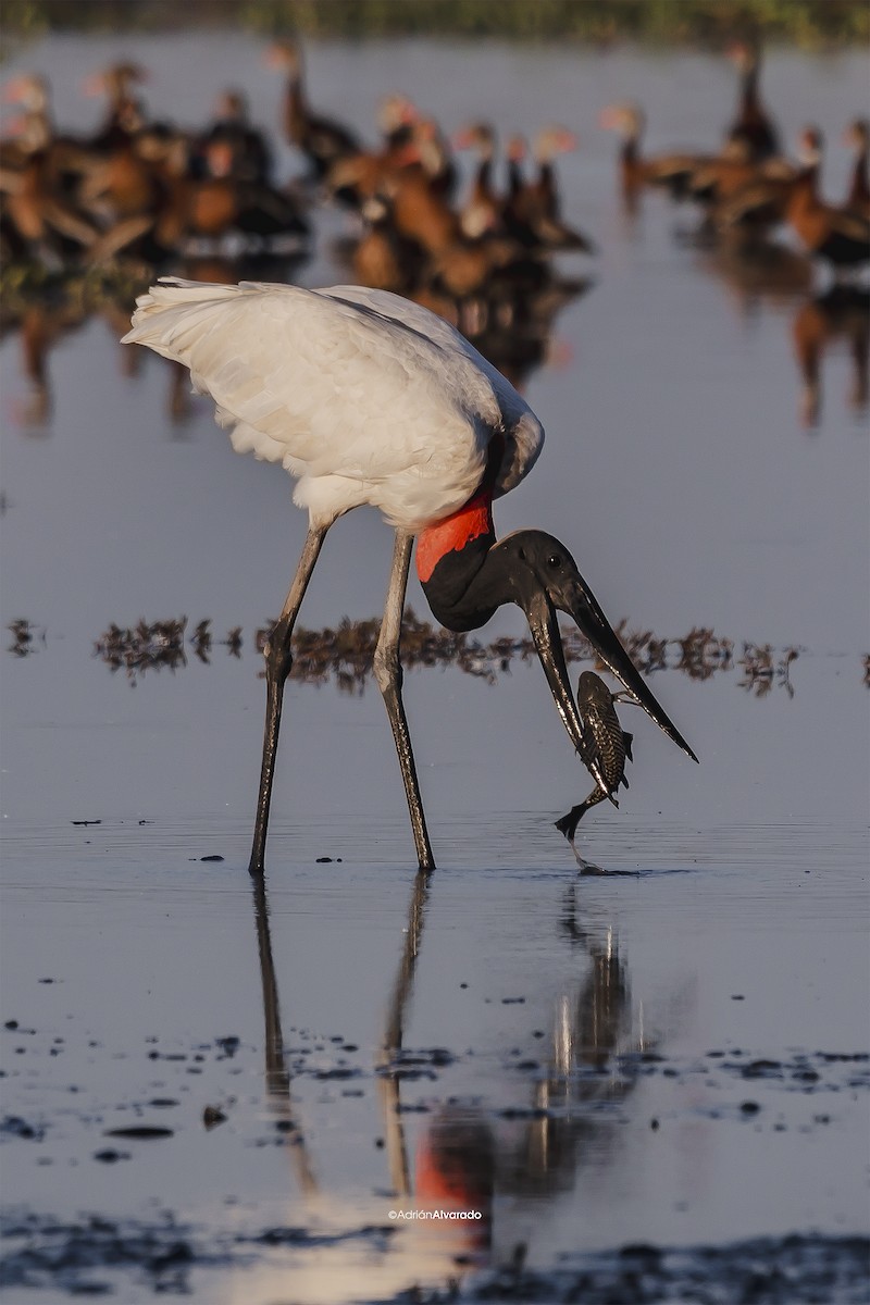 Jabiru - ML614485783