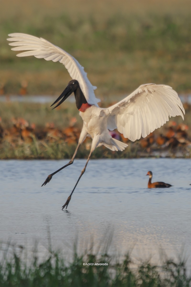 Jabiru - ML614485784