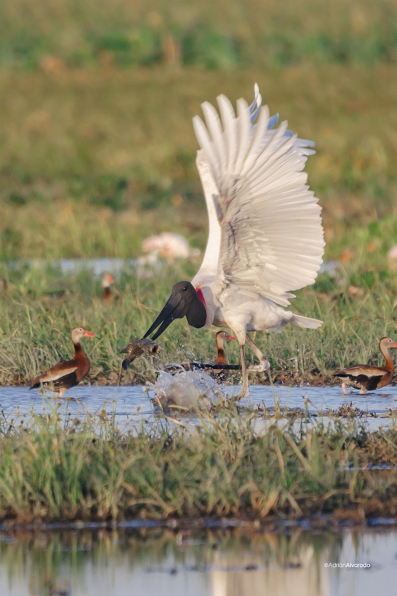 Jabiru - ML614485787