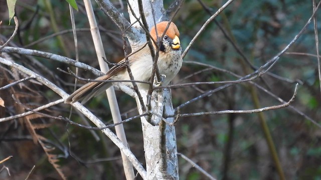 Spot-breasted Parrotbill - ML614485818